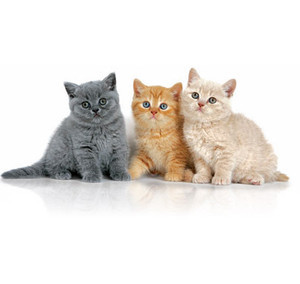 Cats