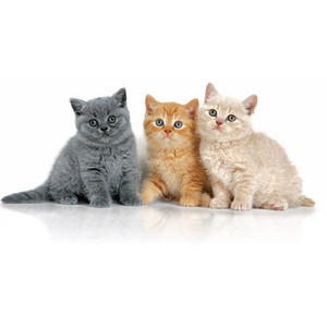 Cats