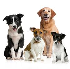 Dogs